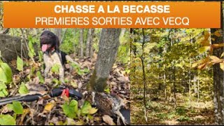 Premieres chasses avec Vecq a la Bécasse  US MN Oct 2023  First woodcocks hunts with Vecq [upl. by Teirrah]