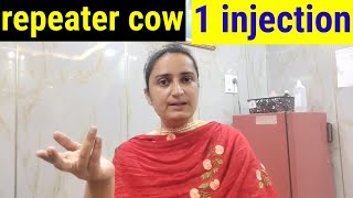 lagatar🔥 heat mein rehne wali COW 🐮 BEST 💯 treatment हिंदी में [upl. by Nyllaf]