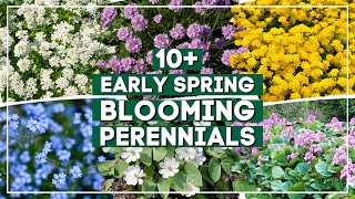 10 Early Spring Perennial Flowers to Brighten Your Landscape Right After Winter 🌼 🌸 ✨ [upl. by Ruford45]