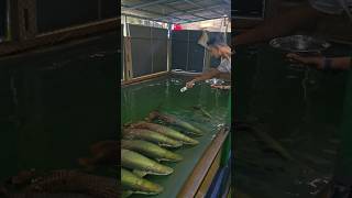 Arapaima fish feeding in Kerala 🐟🐠 Kerala Arapaima FishFeeding giantfish [upl. by Onairpic]