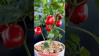 Tips to care and restore bell pepper plants many fruits and easy for beginners grow shorts [upl. by Nossaj]