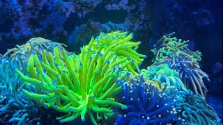 Picking up Frags at Seaworthy Aquatics [upl. by Festus]