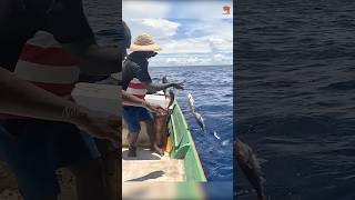 Catching Abundant Rosy Snapper Fish in the Deep Sea fishing fishingvideo fishingtime [upl. by Nikal]