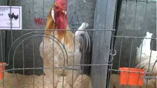 Dunedin poultry show 201202 [upl. by Karlik]