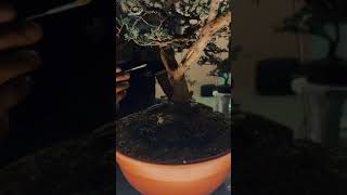 Aplicação de Calda Sulfocálcica em Kishu Bonsai Artedobonsai kishu juniperus Amazonbonsai [upl. by Loux211]