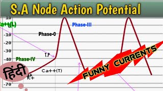 S A Node Action Potential Physiology II Phase IV  Phase 0  Phase IIII Hindi II Explanation II [upl. by Islaen]