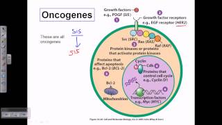 Types of oncogene [upl. by Rabbaj29]