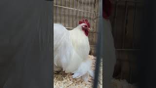 white Pekin cockerel [upl. by Esinnej]