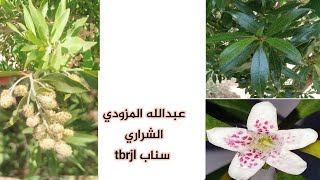 معلومات شجيرة البزروميا Myoporum serratum يخلط البعض بينه وبين الكونوكاربس الدماس [upl. by Oralle658]