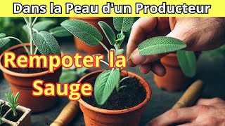 Comment rempoter la Sauge Officinale facilement [upl. by Edaj131]