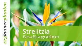 Strelitzia onderhoud [upl. by Hosea]