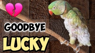 💔 Goodbye Lucky  Update on the Rescued Indian Ringneck  Shabus Vlog Pets World [upl. by Analah]