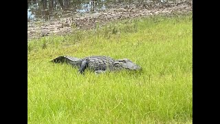 Okefenokee Alligator [upl. by Kornher]