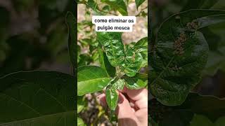 Como eliminar os pulgão mosca plants dicas rosadodeserto pimenta [upl. by Kitty]