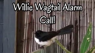 Australian Willie Wagtail Alarm Call [upl. by Rodl]