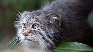 Manul  the Angriest cat in the world Interesting facts about Manuls [upl. by Kurland]