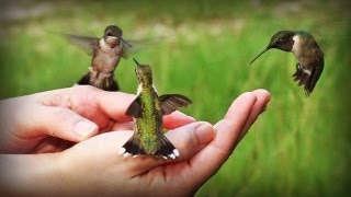 The hummingbirds [upl. by Sissy]