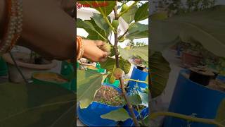 Figs अंजीर Harvest  Rooftop garden  Green Thumb organic kitchengarden [upl. by Oulman]