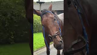 Racehorse makes his Owner Chilled 😎 horseracing racingpost horseowner [upl. by Yejus]