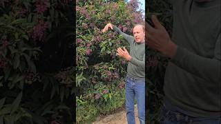 Chilean Cestrum cestrum elagans subtropical gardening adventure explore ideas motivation [upl. by Adnohsak951]