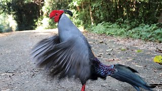 Siamese Fireback Majestic Wing Flapping [upl. by Sialac]