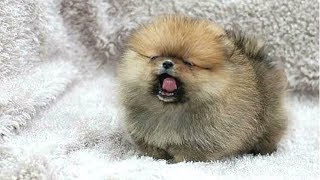 PUPPIES BARKING  Cute Puppy Barking Videos Compilation  DOGS BARKING VIDEOS [upl. by Taima]