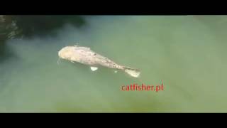 catfisherpl the most advanced electrofisher for catfish [upl. by Lin]