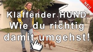 Kläffender Hund  wie du richtig damit umgehst [upl. by Riley800]