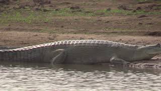 Gavial du Gange Gavialis gangeticus Gharial [upl. by Mattland]