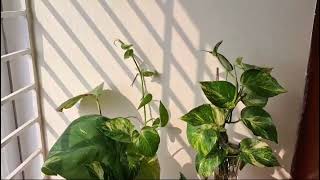 Garden Indoor Plant [upl. by Haet]