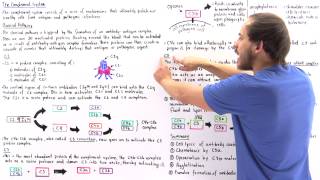 Classical Pathway of Complement System [upl. by Togram]