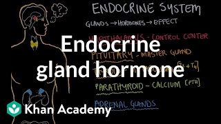 Endocrine gland hormone review  Endocrine system physiology  NCLEXRN  Khan Academy [upl. by Giselbert783]