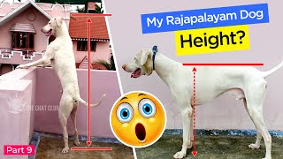 My Rajapalayam Dog Height  WebSeries Part 9  ராஜபாளையம் நாய்  Eng Subtitle Available [upl. by Asille]