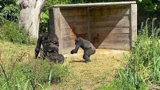 Fiesty Fighting Gorillas at Bristol Zoo [upl. by Erin993]