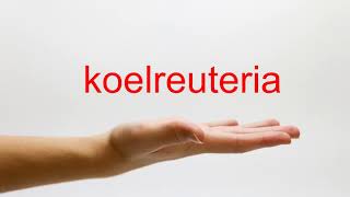 How to Pronounce koelreuteria  American English [upl. by Gillie]