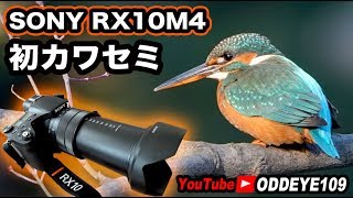 SONY RX10M4 初カワセミ撮影 [upl. by Elyrpa]