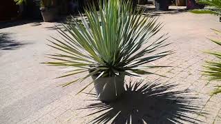 Yucca Rostrata Juka rostrata Laspalmas Krotoszyn 2022 [upl. by Eenyaj]