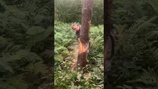 Tree cutting trick used in foreign countries shortsvideo [upl. by Anisirhc]