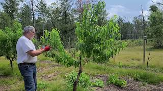 The Proper way to Prune a Nectarine Tree So you get Great Fruit [upl. by Harrietta]