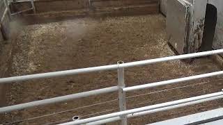 Gladstone Auction Mart Live Stream [upl. by Ened]