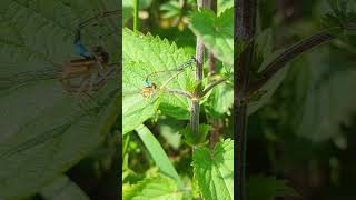 A mating pair of Bluetailed Damselflies with the male above [upl. by Sikes]