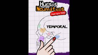 ⚡HUESOS NEUMÁTICOS ⚡ [upl. by Kavanaugh]