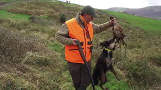 Cazando Faisanes en Entrambasaguas Cantabria [upl. by Saddler]