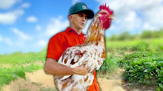 Farmer Accidentally Raises Giant Chicken [upl. by Aynna392]