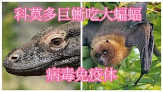 科莫多巨蜥吃大蝙蝠，病毒免疫体  Komodo dragon [upl. by Stalder]