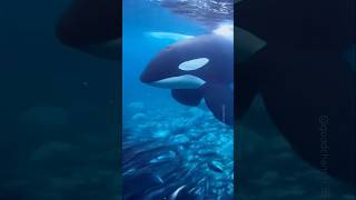 Relaxing sound of orcas🐋 [upl. by Sayles325]