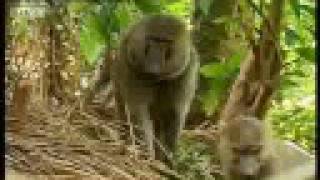 Baboons vs chimpanzees  BBC wildlife [upl. by Atihana396]