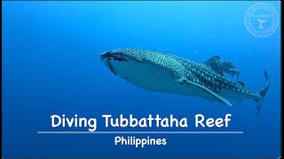 DIVING TUBBATAHA REEF 2024 [upl. by Elgar941]