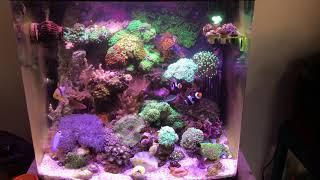 Biocube 32 Reef [upl. by Nimoynib]