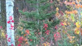 Moose hunting in Atikokan Ontario [upl. by Gamin]